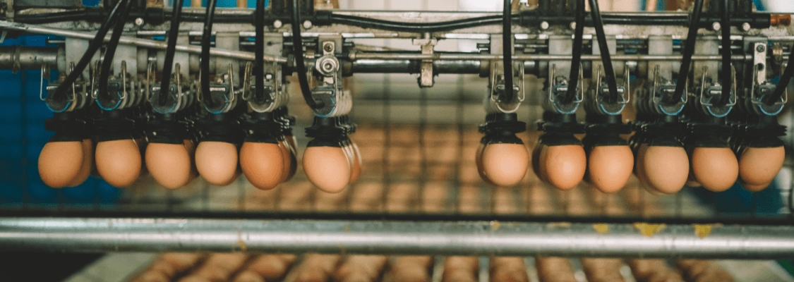 Banner-Image-of-eggs-being-picked-by-machinery-in-food-factory